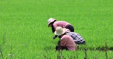 实拍4k农民水稻种植视频的预览图